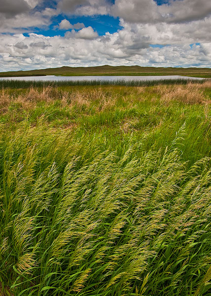 Smooth broomgrass grows thickly around a lake in Crescent Lake NWR, Nebraska