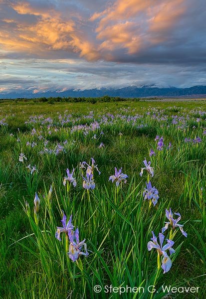 Iris Meadow Sunset